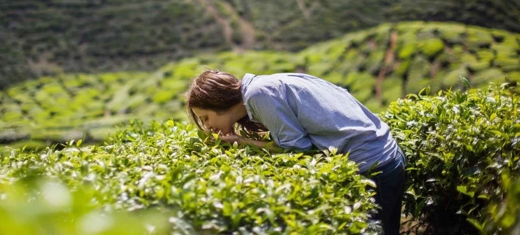 Aromaterapia ricordi benessere annusare