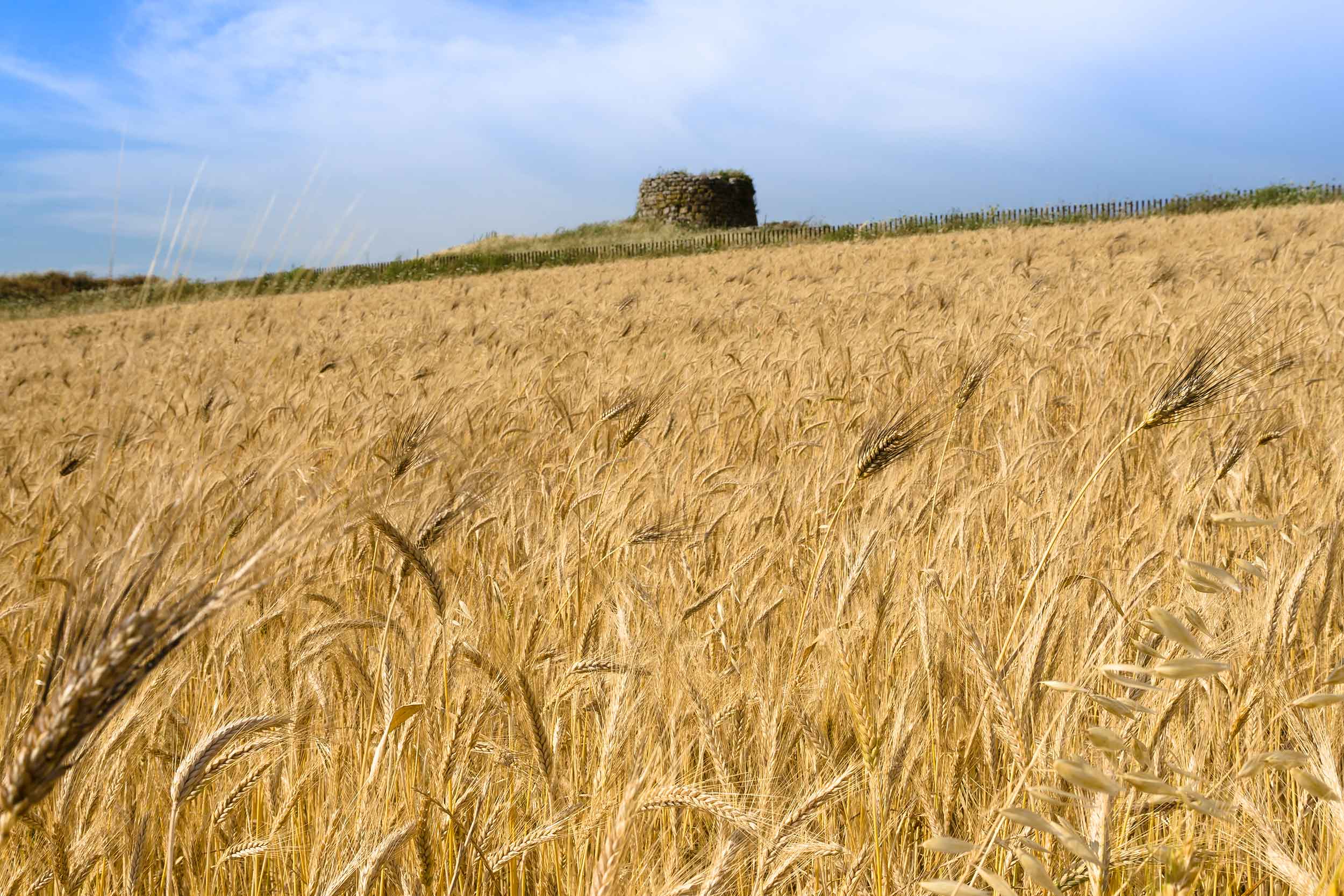 Panorama su un campo con vista di un Nuraghe